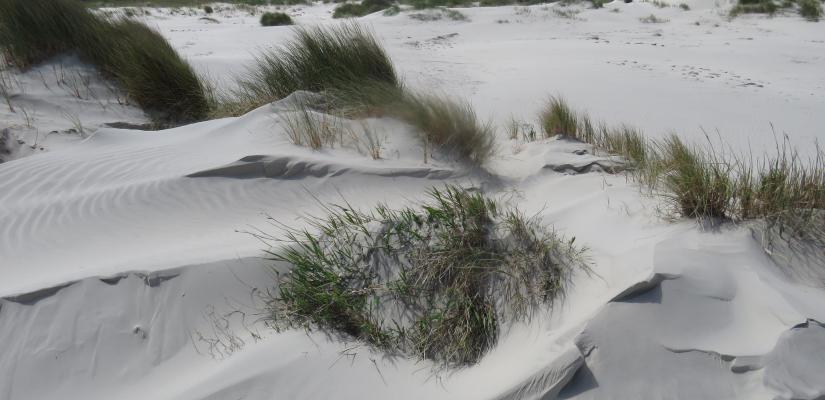 Preview: Onderzoek stikstof in de duinen | De Levende Natuur